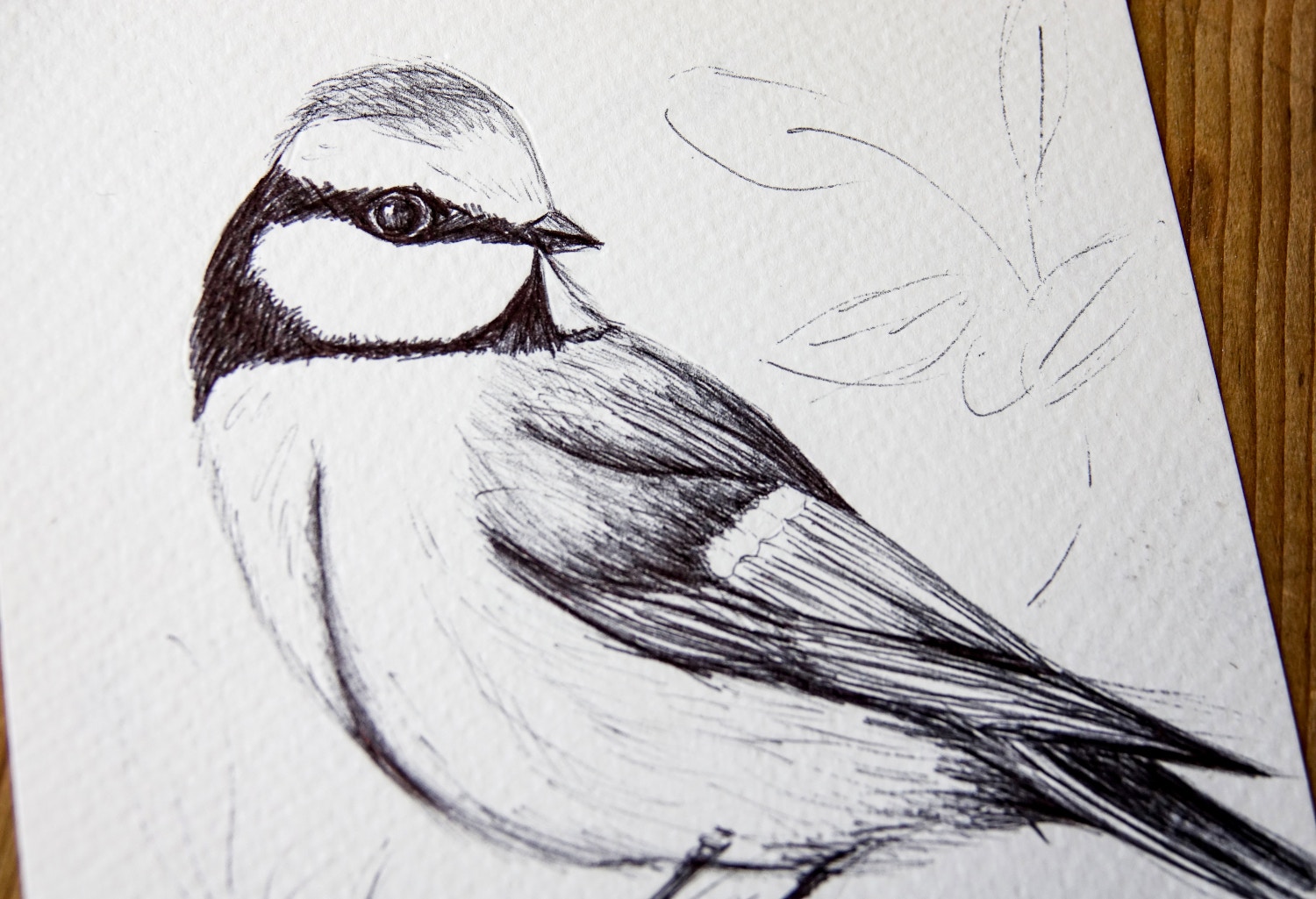 Sketch of a bird using the Lamy Noto pen